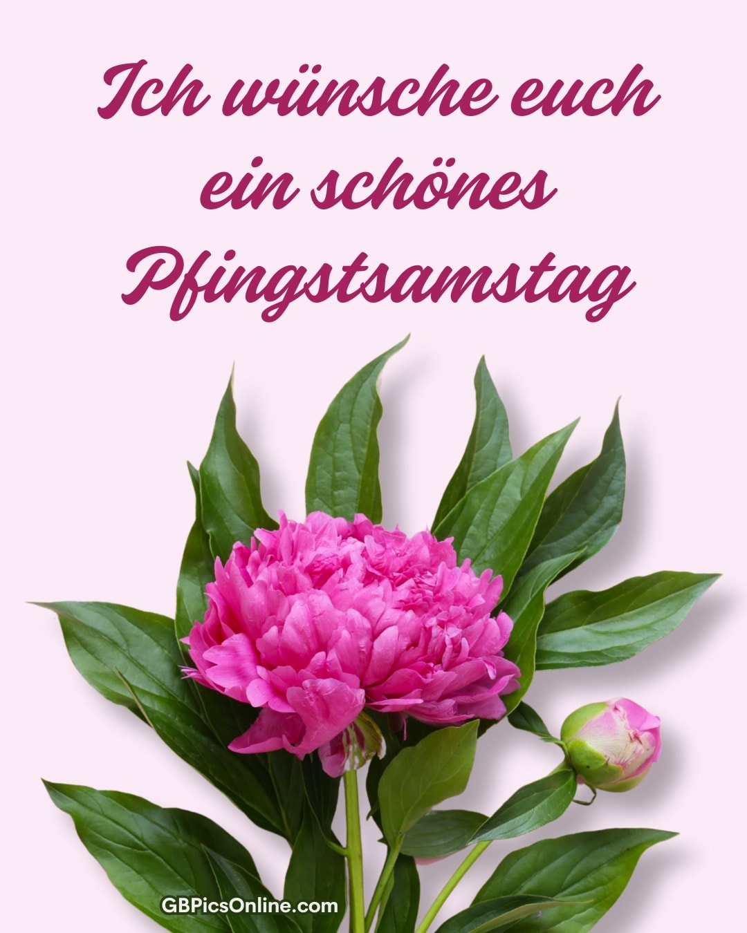 Pinke Pfingstrose mit Wünschen für ein schönes Pfingstsamstag