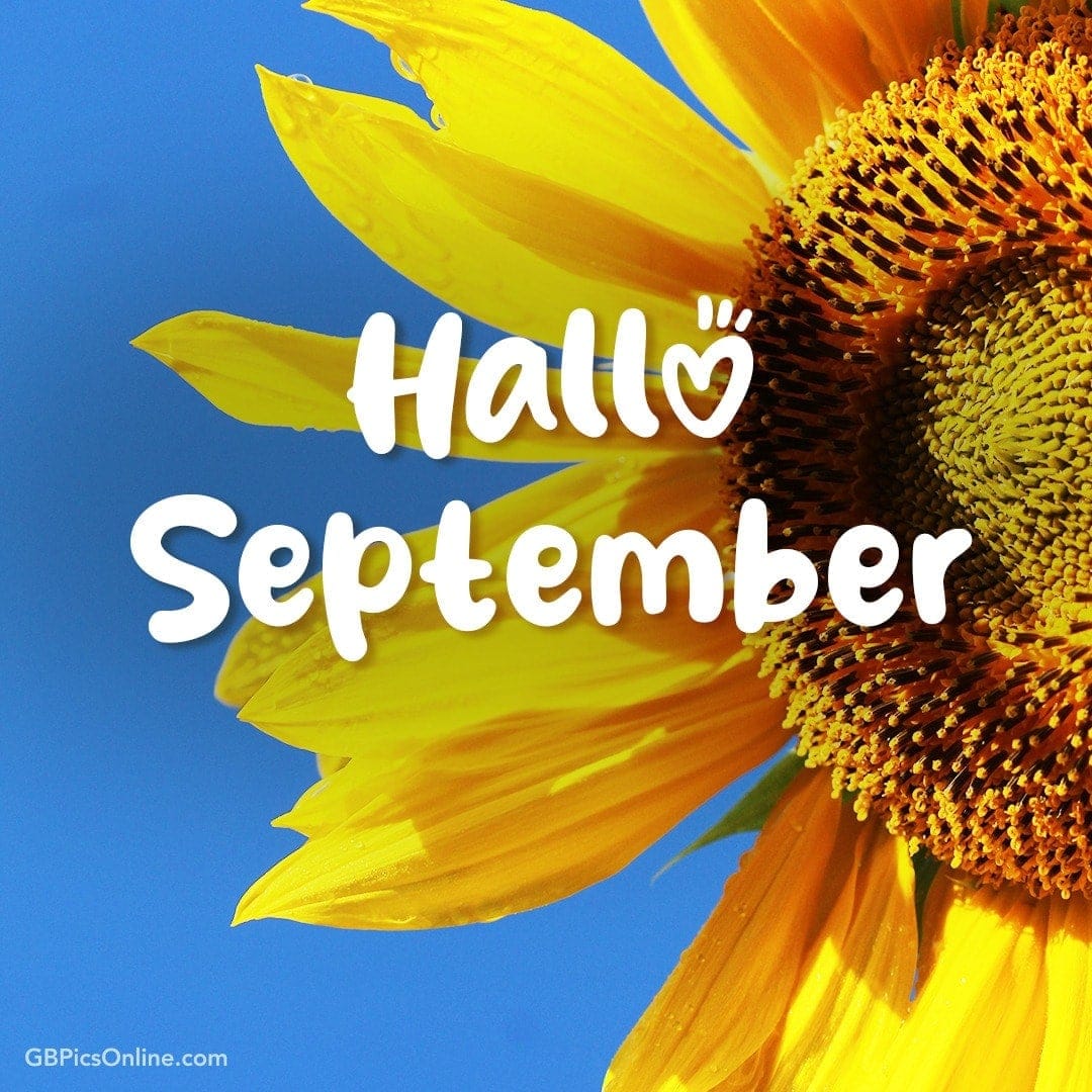 Nahaufnahme einer Sonnenblume mit den Worten „Hallo September“ darauf