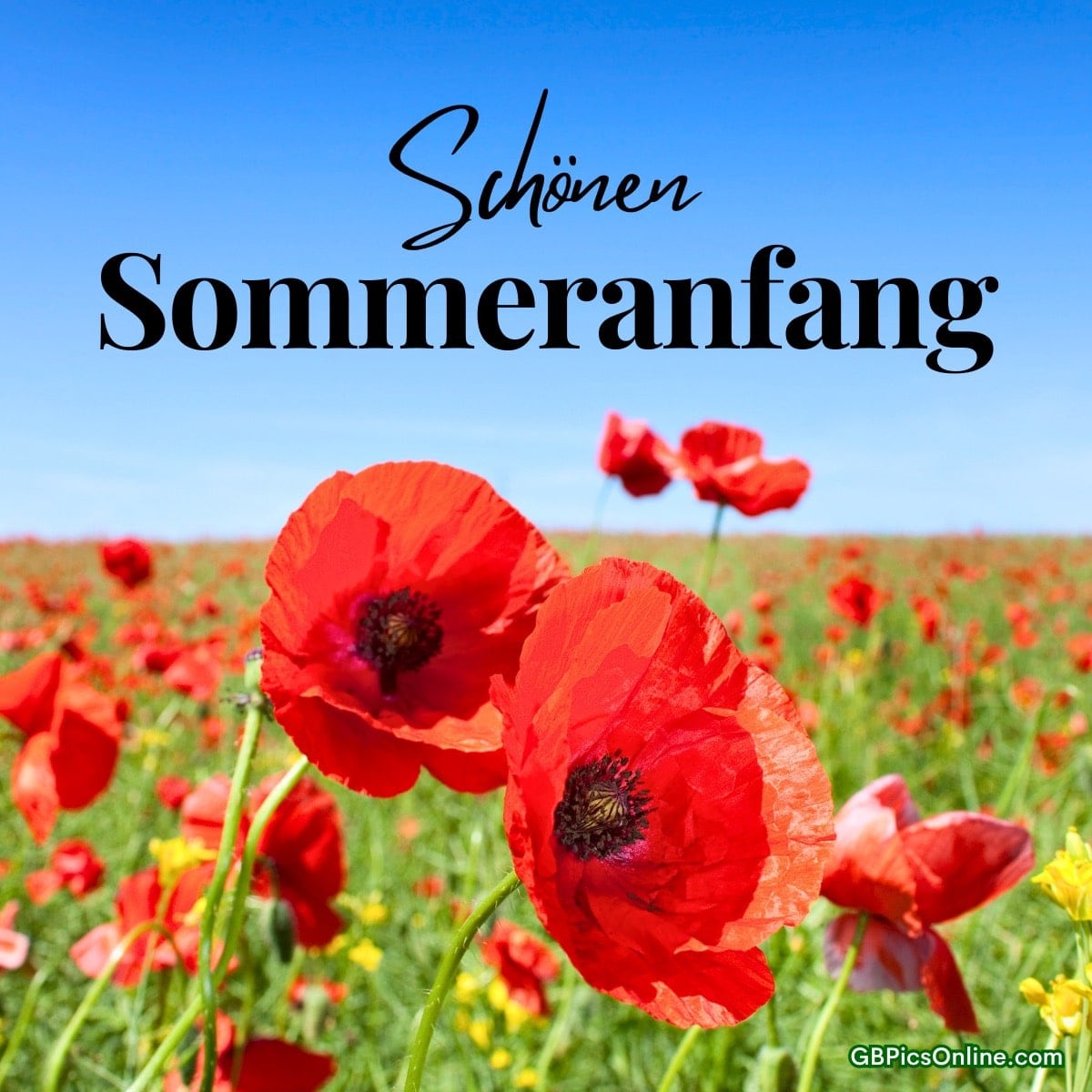 Rote Mohnblumen auf einem Feld, darüber der Text „Schöner Sommeranfang“