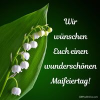 Zarte Maiglöckchen, die im Frühlingsgrün leuchten.