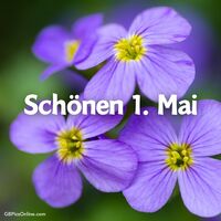 Lila Blütenpracht zum Frühlingserwachen.