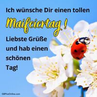 Ein Marienkäfer auf blühenden Zweigen begrüßt den Frühling.