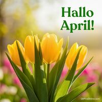 Frühlingsbeginn mit leuchtenden Tulpen im warmen Sonnenlicht.