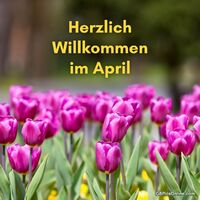 Ein Meer aus purpurnen Tulpen begrüßt den Frühling.