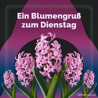 Ein Hauch von Frühling in der Luft, perfekt für einen erfrischenden Dienstag.