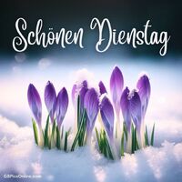 Zarte violette Krokusse brechen durch den Schnee und vermitteln eine ruhige, frühlingshafte Stimmung.