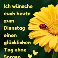 Marienkäfer auf gelber Blüte, daneben Grußtext und drei kleine Herzen vor grünem Hintergrund