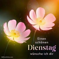 Zwei rosa Blüten vor warmem Lichtschein mit Gruß „Einen schönen Dienstag wünsche ich dir“