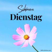 Rosa Blüte vor blauem Himmel mit dem Schriftzug „Schönen Dienstag“