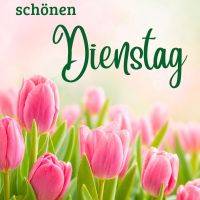 Grußtext „Ich wünsch dir einen schönen Dienstag“ über rosa Tulpen vor hellem Hintergrund