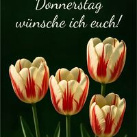 Farbenfrohe Tulpen erstrahlen im Dunkeln, ein Hauch von Schönheit und Eleganz.