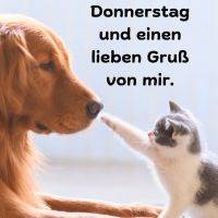 Kätzchen berührt mit der Pfote die Nase eines goldenfarbenen Hundes; Grußtext für Donnerstag