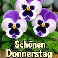 Drei violett-weiße Stiefmütterchen im Beet, dazu Grußtext „Schönen Donnerstag euch allen“