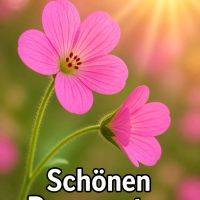 Zwei pinke Blüten vor unscharfem Hintergrund mit Sonnenstrahlen und Gruß „Schönen Donnerstag“