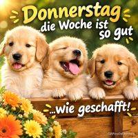 Drei Golden-Retriever-Welpen schauen über eine Holzbank, dazu Spruch zum Donnerstag und Blumen vorn