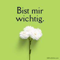Drei weiße Blüten leuchten auf grünem Grund und wirken wie eine zarte Liebeserklärung.