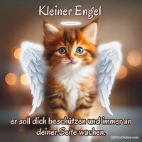 Ein kleiner Kätzchenengel mit Flügeln und Heiligenschein bringt einen Augenblick der Magie.