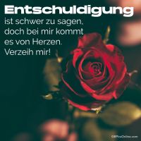 Eine einzelne rote Rose symbolisiert aufrichtige Entschuldigung und warmherzige Vergebung.
