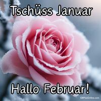 Ein frostiger Rosenabschied vom Januar begrüßt den frischen Februar.