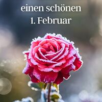 Ein Wintermorgen verwandelt eine Rose in ein frostiges Kunstwerk.
