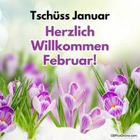 Frühlingsgefühle im Winter: Krokusse läuten den Februar ein.