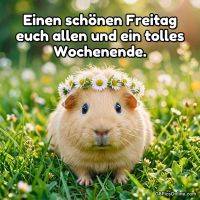 Niedliches Meerschweinchen mit Gänseblümchenkranz im Gras, dazu Gruß: „Schönen Freitag und tolles Wochenende“