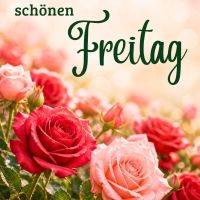 Rote und rosafarbene Rosen im Vordergrund, darüber Grußtext für einen schönen Freitag