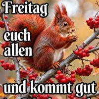 Rotes Eichhörnchen sitzt auf einem Ast mit roten Beeren und hält eine Nuss zwischen den Pfoten