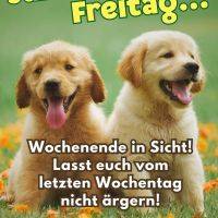 Zwei Golden-Retriever-Welpen sitzen im Gras zwischen Blüten und hecheln fröhlich