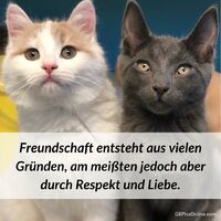 Freundschaft ents...