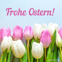 Ein Meer aus bunten Tulpen läutet den Frühling ein.