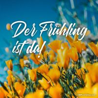 Leuchtende Blüten unter strahlend blauem Himmel... der Zauber des Frühlings erwacht.