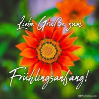 Ein strahlendes Blumenporträt, das den Zauber des Frühlings einfängt.