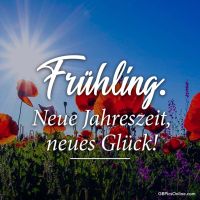 Sonnenstrahlen durchbrechen das Blumenmeer, während der Frühling erwacht.