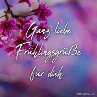 Blühende Kirschzweige künden den Beginn des Frühlings an.