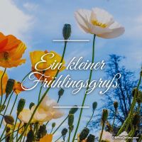 Blühende Mohnblumen erhellen den Tag und läuten die Freude des Frühlings ein.