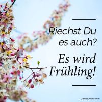 Blühende Zweige kündigen die Farben des Frühlings an.