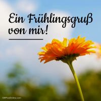 Die Sonne küsst die Blüten - Frühlingszauber in der Luft.