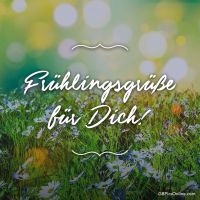 Ein leuchtendes Blumenmeer empfängt den Frühling.