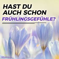 Blühende Krokusse kündigen den Beginn des Frühlings an.