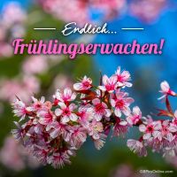 Blühende Kirschzweige kündigen die Ankunft des Frühlings an.