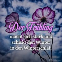 Blühende Blumen gegen einen dramatischen Himmel: ein Symbol für den erwachenden Frühling.