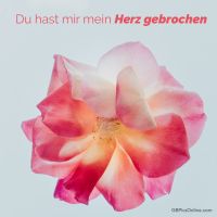 Ein Ausdruck gebrochener Schönheit, die in den zarten Farben einer Rose gefangen ist.