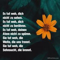 Ein leuchtend orange Blume sticht hervor vor dunklem, verschwommenen Hintergrund, symbolisch für Hoffnung und Schönheit in der Dunkelheit.