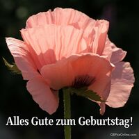 Alles Gute zum...