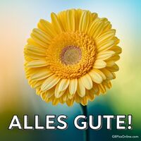 Eine leuchtend gelbe Blüte strahlt herzlich und macht sofort gute Laune.