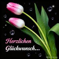 Zwei rosa-weiße Tulpen mit Tautropfen vor schwarzem Hintergrund, dazu Glückwunschschrift
