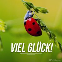 Ein Marienkäfer krabbelt an einem Grashalm – ein kleiner Bote des Glücks.