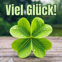 Ein frisches vierblättriges Kleeblatt mit Morgentau – ein Symbol der Hoffnung und des Glücks.