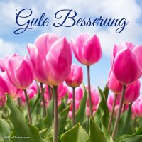 Ein Meer aus pinken Tulpen reckt sich dem Himmel entgegen, ein Symbol für Erneuerung und Hoffnung.